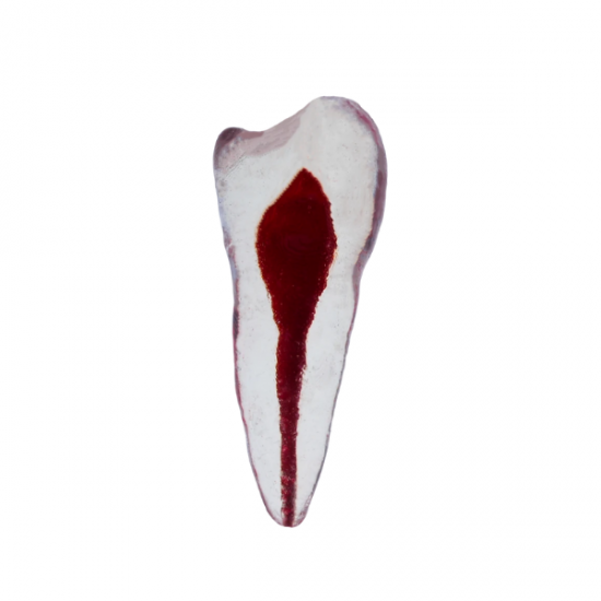 Endodonti Yapay Kanallı Diş - ALT PREMOLAR - 1Adet - Tek kanallı